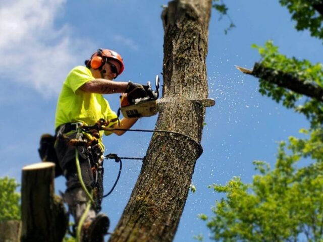 Finding Affordable and Trusted Tree Removal Near Me Services