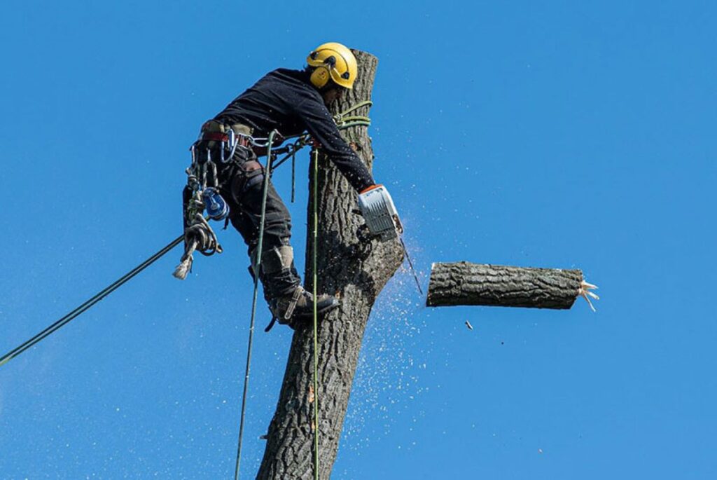 Tree Services Near Me