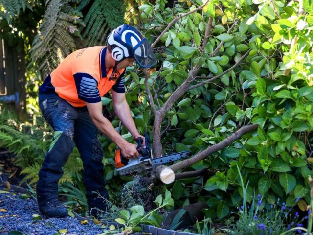 Why Choosing Reputable Tree Services Near Me Protects Your Investment