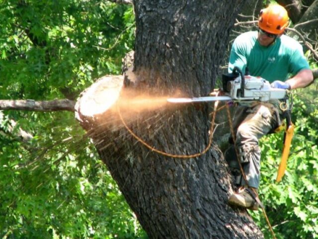 How a Professional Tree Lopping Service Sydney Keeps Properties Safe