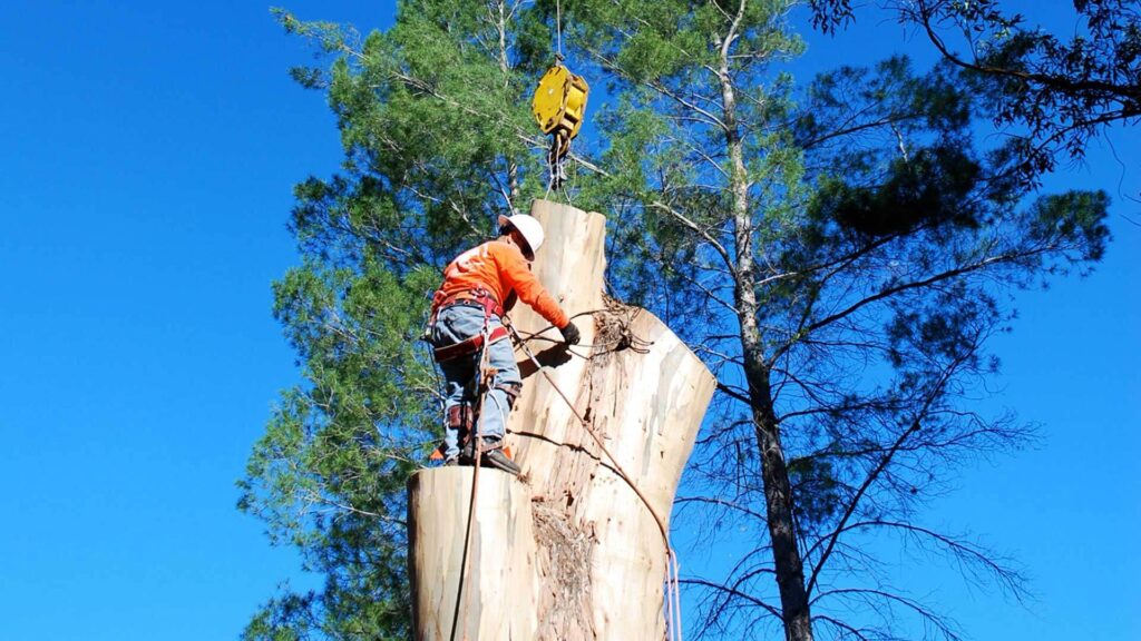 Why It Pays to Hire Licensed Experts for Tree Lopping Sydney
