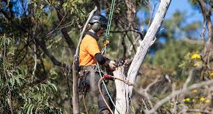 How a Professional Tree Lopping Service Sydney Keeps Properties Safe