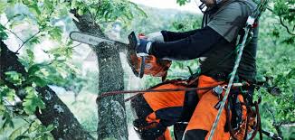 Why It Pays to Hire Licensed Experts for Tree Lopping Sydney