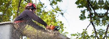 How a Professional Tree Lopping Service Sydney Keeps Properties Safe