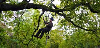 Why It Pays to Hire Licensed Experts for Tree Lopping Sydney