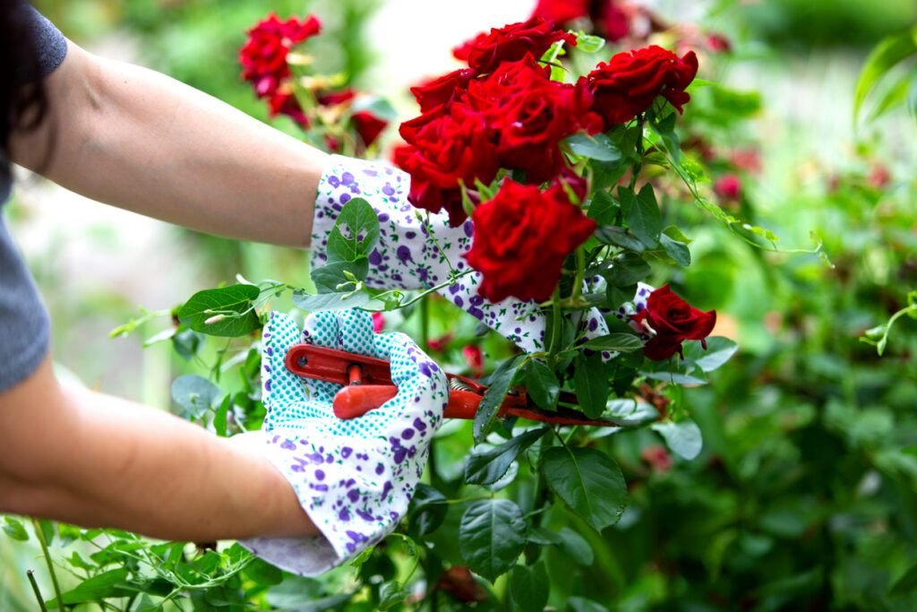 Florist Cremorne Point: A Local Guide to Buying Flowers