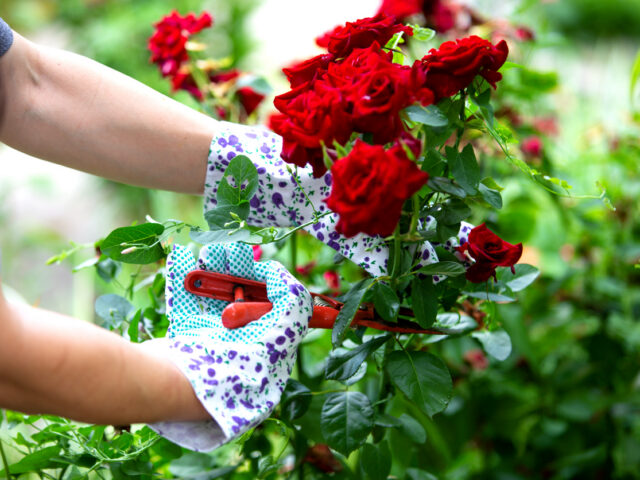 Florist Cremorne Point: A Local Guide to Buying Flowers